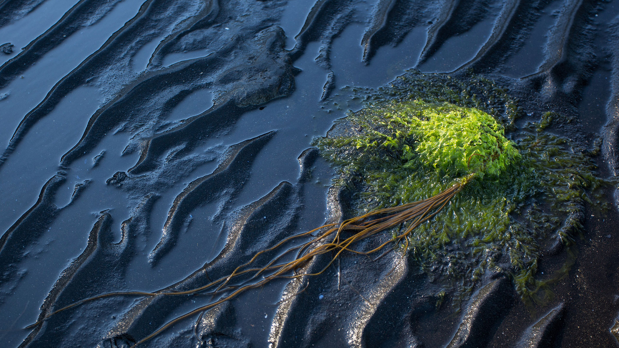 Загрязнение керосином. Разливы нефти цианобактерии. Нефть в мировом океане. Разлив нефти в Баренцевом море. Загрязнение нефтепродуктами.